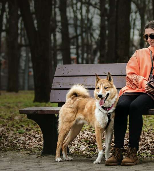 Мистер лучезарная улыбка Янтарь ищет дом в Москве фото 16