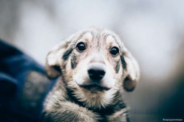 Великолепная Четверка в дар в Москве фото 20