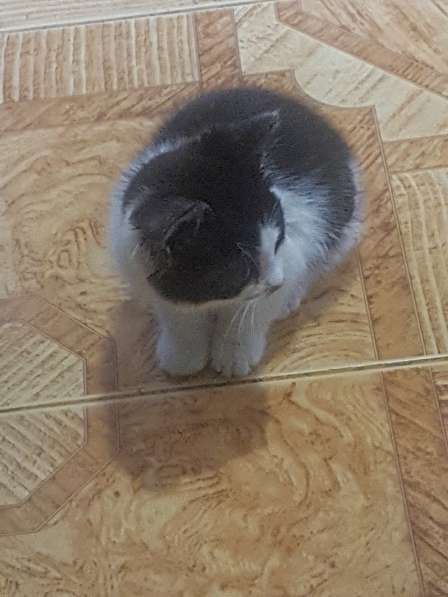 Отдам котенка в Дмитрове фото 20