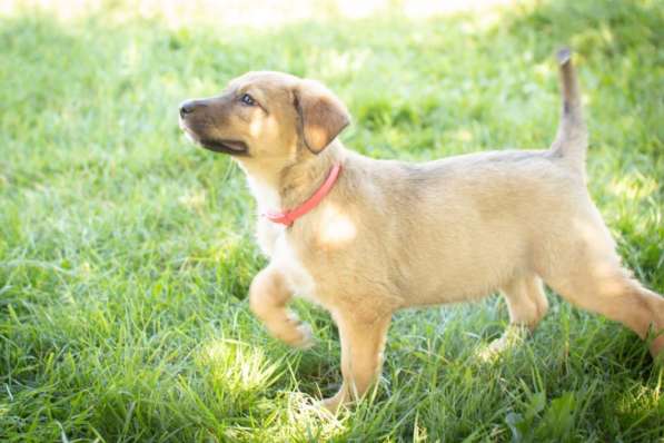 Маленькие щенки мечтают обрести дом!!! в Москве фото 10