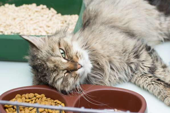 Кошка Брина в Москве