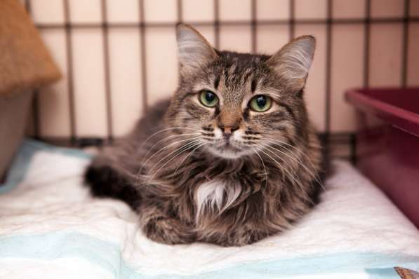 Застенчивая Полетта в поисках своего дома в Москве фото 3