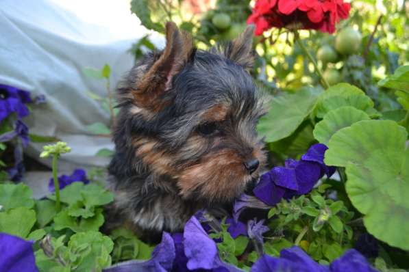 МАЛЬЧИК ЙОРКШИРСКОГО ТЕРЬЕРА в Саратове фото 3