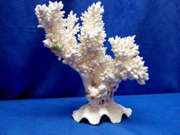Коралл-ветка 30,5 - ракушка раковина
