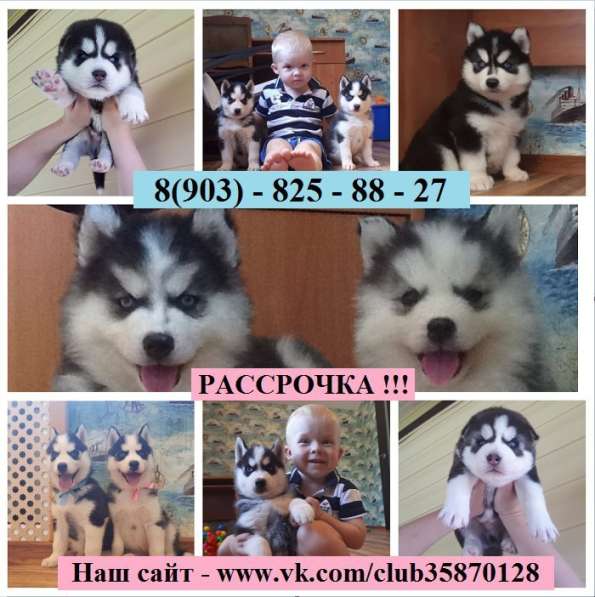 Черно-белые голубоглазые хасята