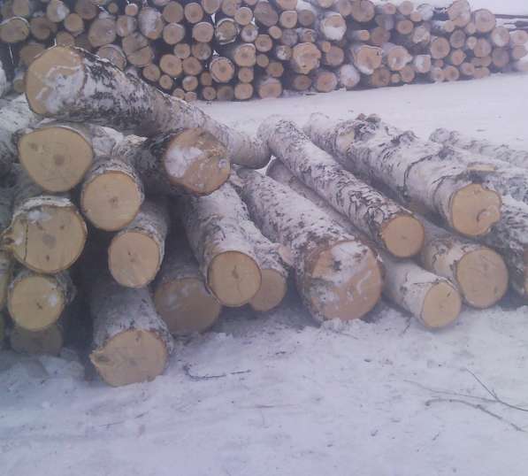 Пиловочник (круглый лес) березы и осины. 桦木和白杨的锯木厂（圆形森林） в Новосибирске