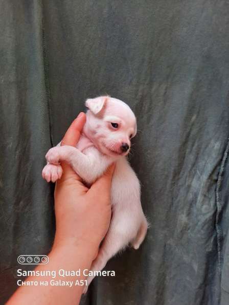 Чихуахуа малыши в Краснодаре фото 3