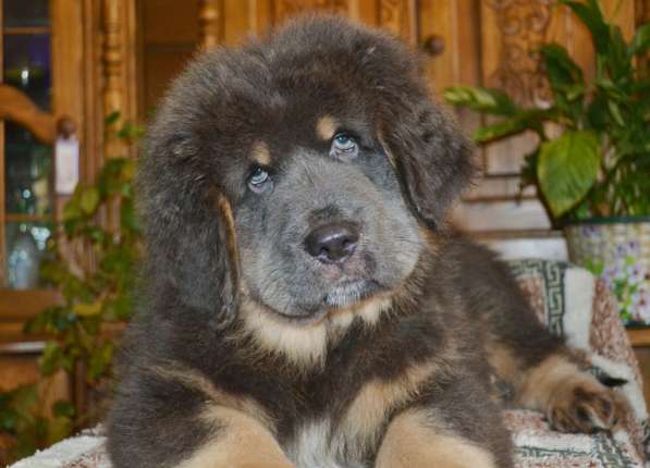 Тибетский мастиф - лучший страж на территории в Москве фото 31