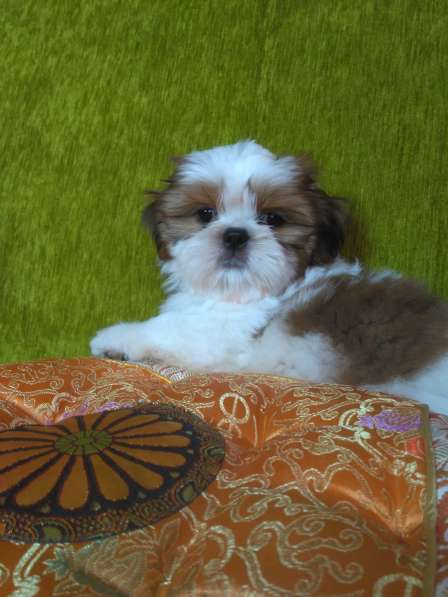 Щенки ши-тцу в Москве фото 6