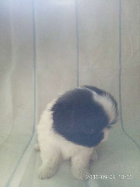 Продам щенков пекинеса в Севастополе фото 4