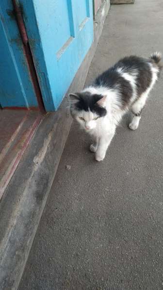 Пропал кот в районе улицы Олексия Дроваля в 