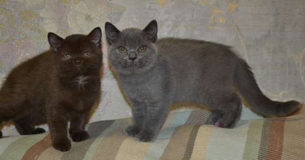 котенка шоколадного в Хабаровске фото 12