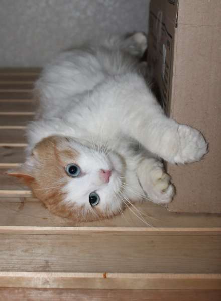 Голубоглазый красавец ищет дом в Сергиевом Посаде фото 10