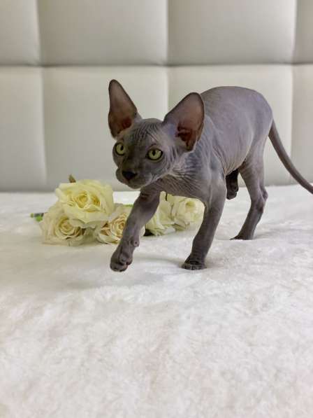 Sphynx Blue Prince в Москве