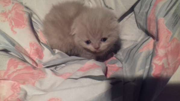 Котята в Челябинске фото 10