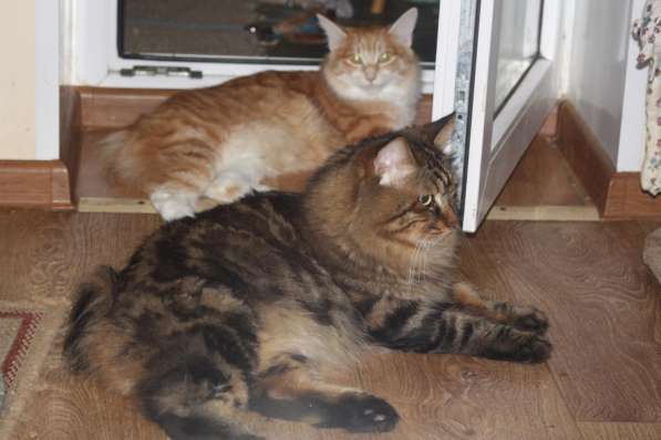 Курильский бобтейл - котята золотого окраса в Краснодаре фото 7