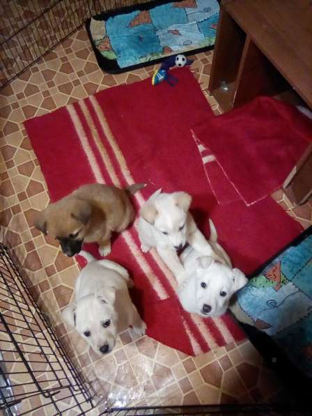 Щенка в добрые руки в Москве фото 17