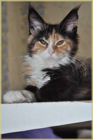 Котята Мейн-кун из питомника с документами в Санкт-Петербурге