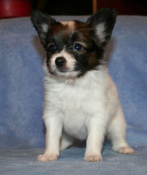 Щенки папильона в Самаре в Самаре фото 11