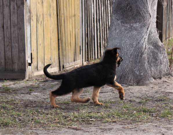 Щенки овчарки Питомник в фото 14