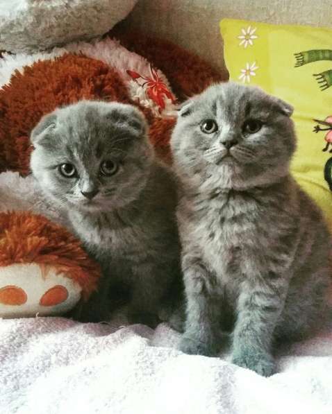 Шотландские вислоухие и прямоухие котята в 