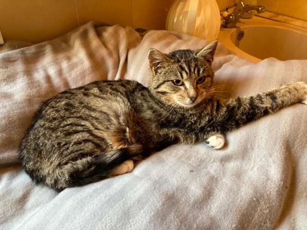 Кузенька - полосатый котенок из приюта в добрые руки в Москве фото 7