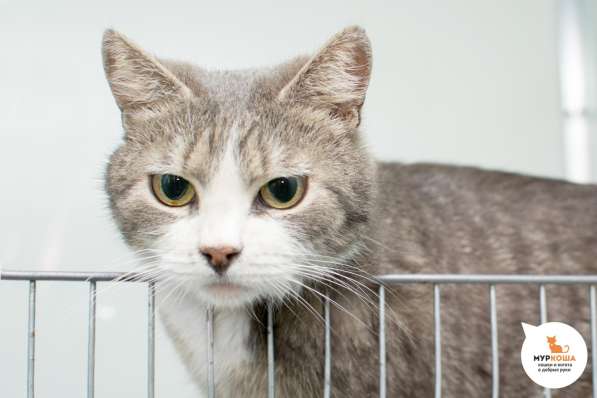 Паффи - кошка, способная восхищать в Москве фото 3