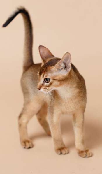 Абиссинские котята из питомника в фото 6