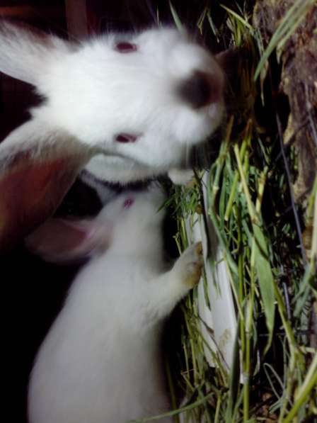 Продам калифорнийских кроликов в фото 3