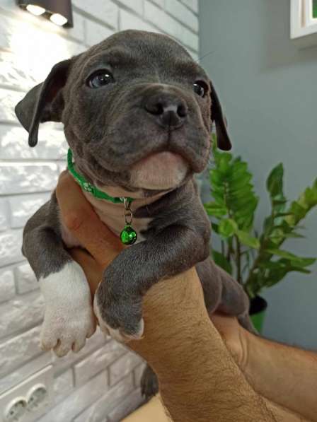 Шикарные Щенки American Bully в фото 19