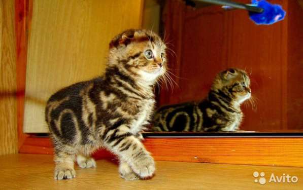 Котята-вислоухие и прямоухие в Костроме фото 7