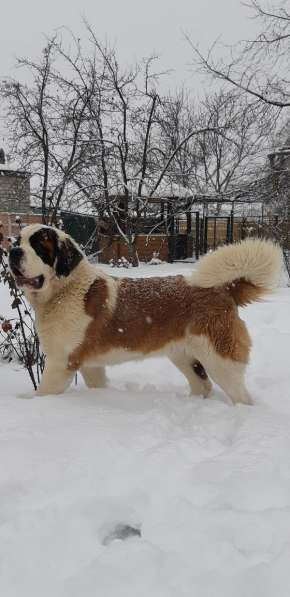 Щенки сенбернара в фото 11