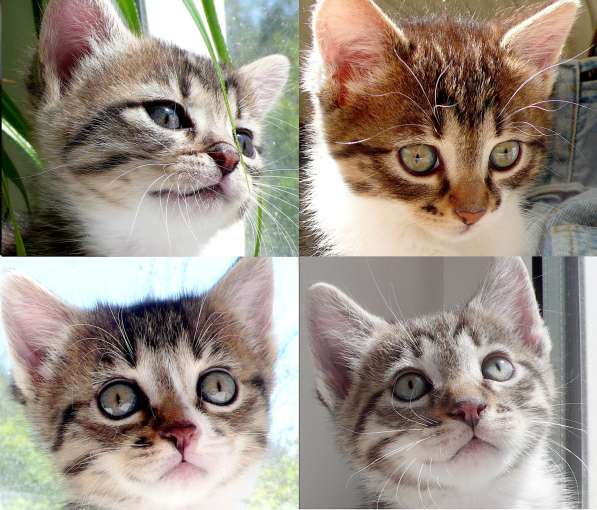 Котята Севастополь. Прекрасная девочка в добрые руки! в Севастополе фото 29