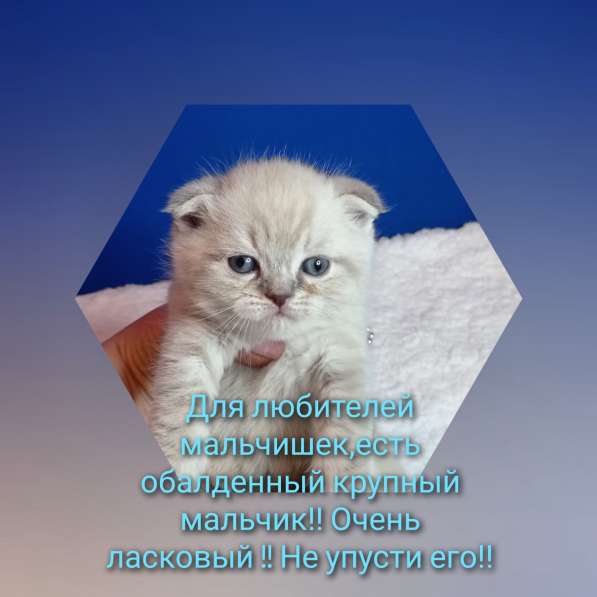 Шотландские котята!!