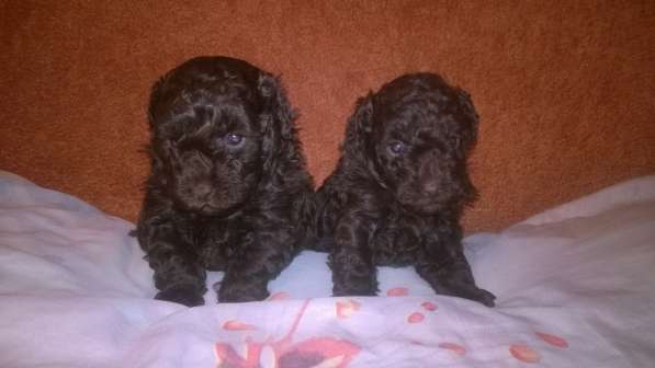 Той пудель черного окраса в Санкт-Петербурге фото 10