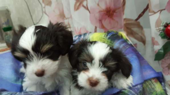 Биверята в Домодедове фото 3