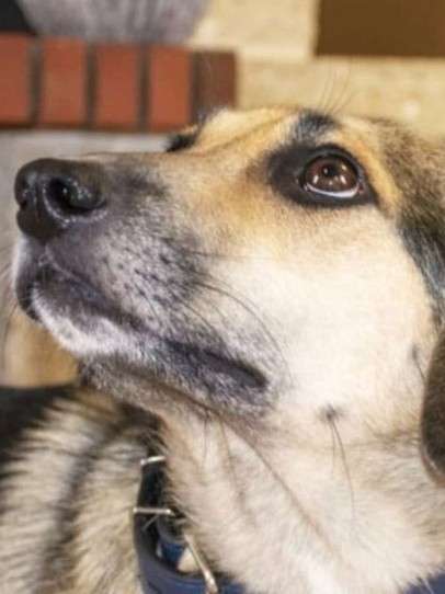 Собака в добрые руки в Москве фото 9