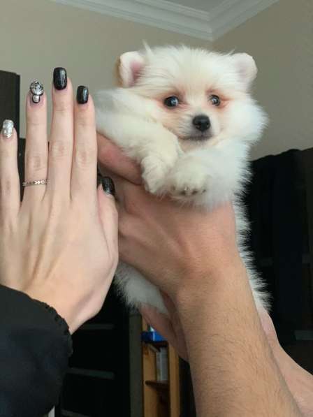 Шпиц в Москве фото 6