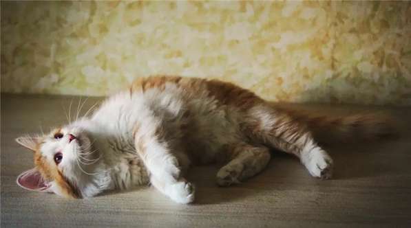 Кошечка Альфа в добрые руки в Москве фото 6