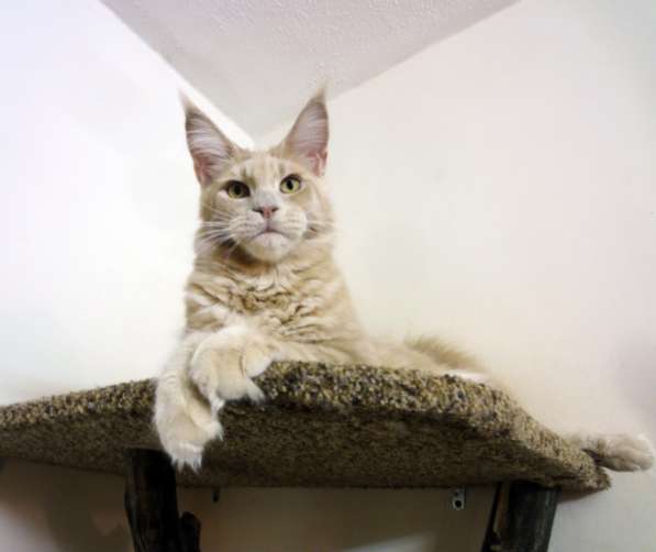 Кошечка мейн-кун из питомнника в Казани фото 44