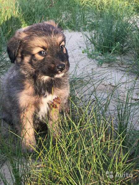 Очаровательные крошки, домашние щенки в дар в Москве