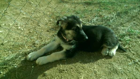 Продаются щенков ВЕО в Евпатории фото 9