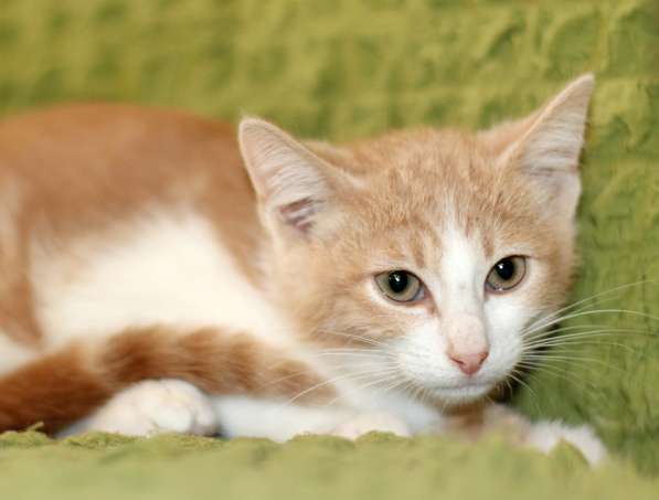 Маленький котенок Портос, рыжий позитив в дар в Москве фото 3