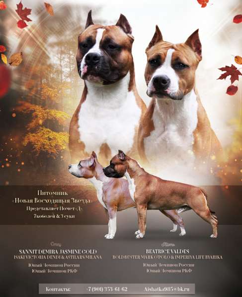 Шикарный рыжий мальчик аст резерв ркф в Москве фото 4