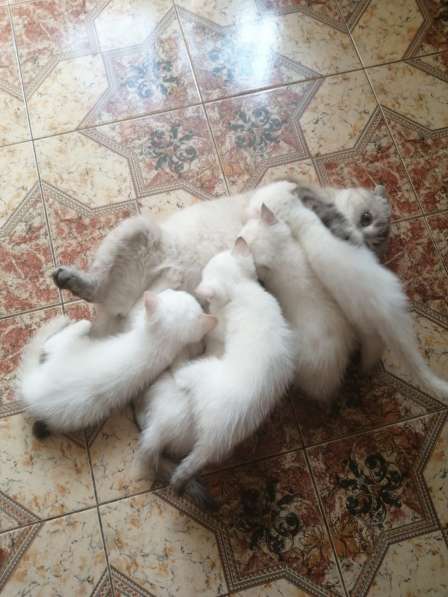 Шотландские котята в Краснодаре фото 18