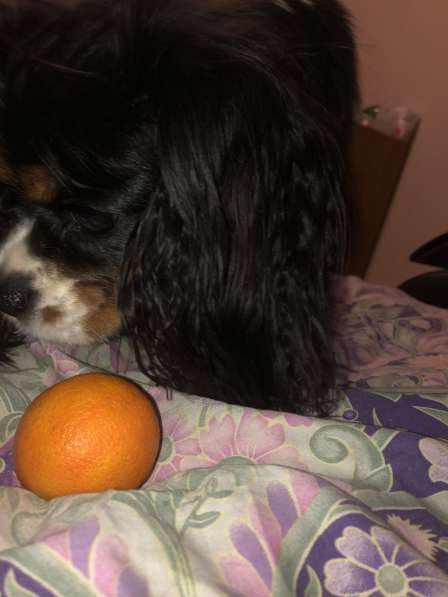 Кавалер Кинг Чарльз Спаниель в Москве