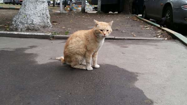Отдается кот Рыжик в Москве фото 4