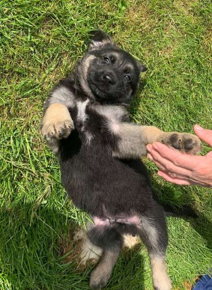 Щенки ВЕО с документами в Санкт-Петербурге фото 35