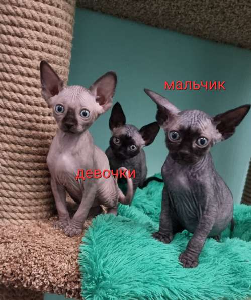Канадский сфинкс котята в Москве фото 15