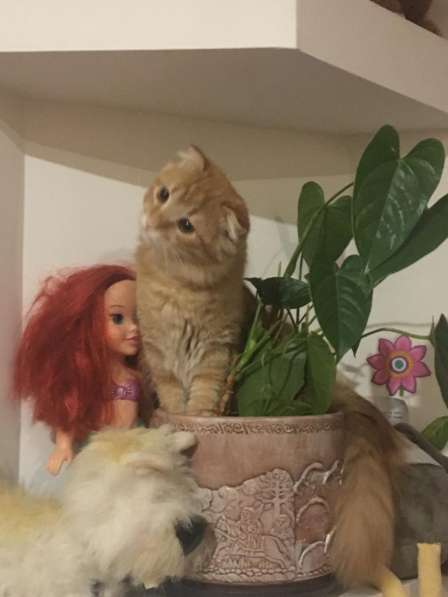 Отдам котиков в добрые руки в Москве фото 8